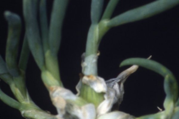 Kraken 18at зеркало