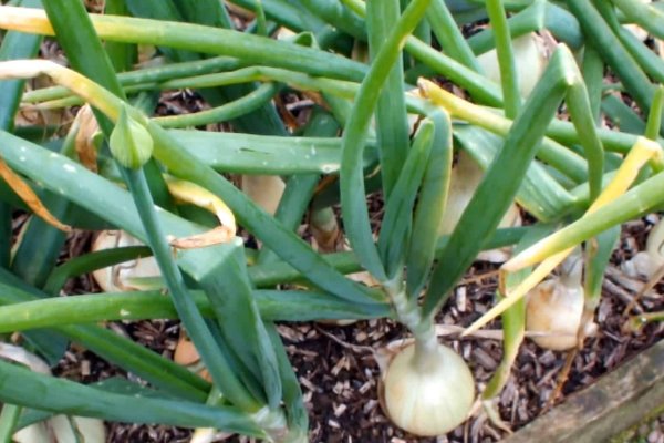 Тор браузер кракен