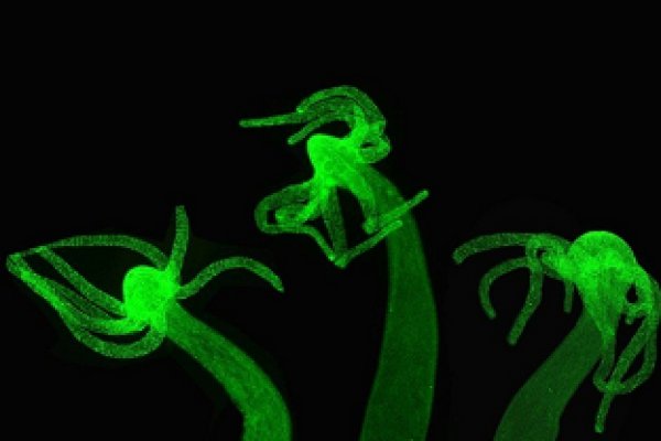 Кракен даркнет слушать